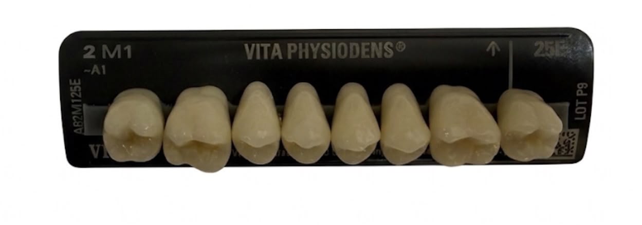 VITA PHYSIODENS 25E (2M1 / A1) – Arxa Süni Diş Dəsti